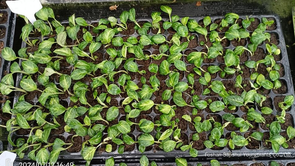 Foshan Youngplants | Novo Teste de Cultivar Cultivares de Tecidos - Xanthosoma lindenii 'Mint' 3