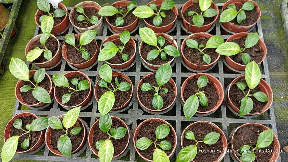 Foshan Youngplants | Novo Teste de Cultivar Cultivares de Tecidos - Xanthosoma lindenii 'Mint' 7