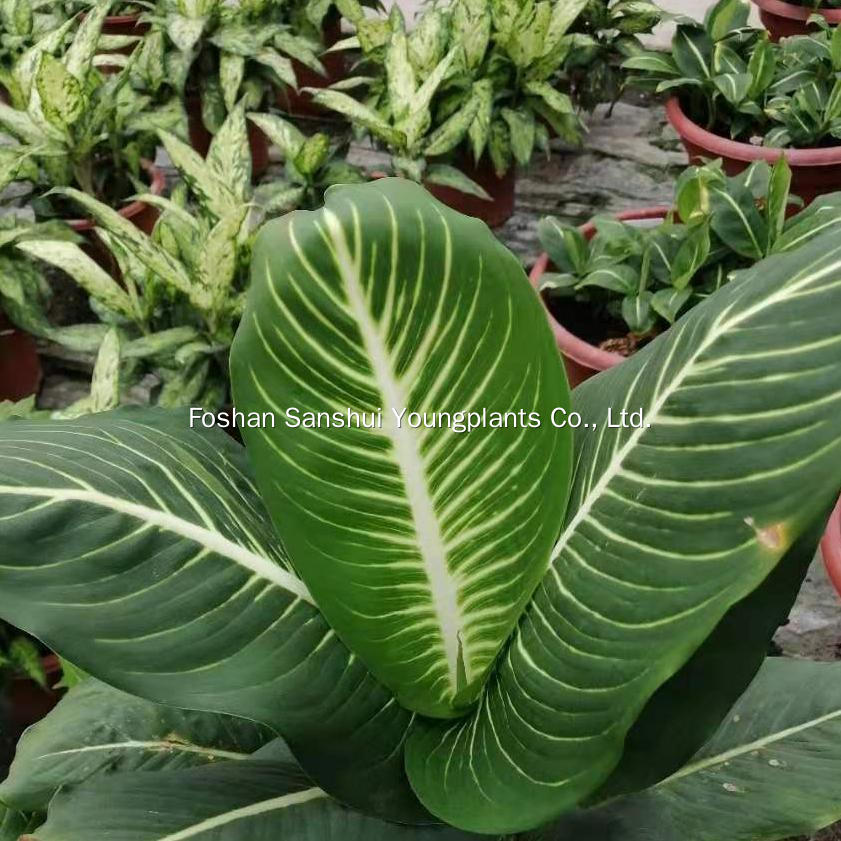 Foshan Youngplants | Δοκιμή καλλιέργειας φυτών ιστών - Dieffenbachia 'Sterling' 1