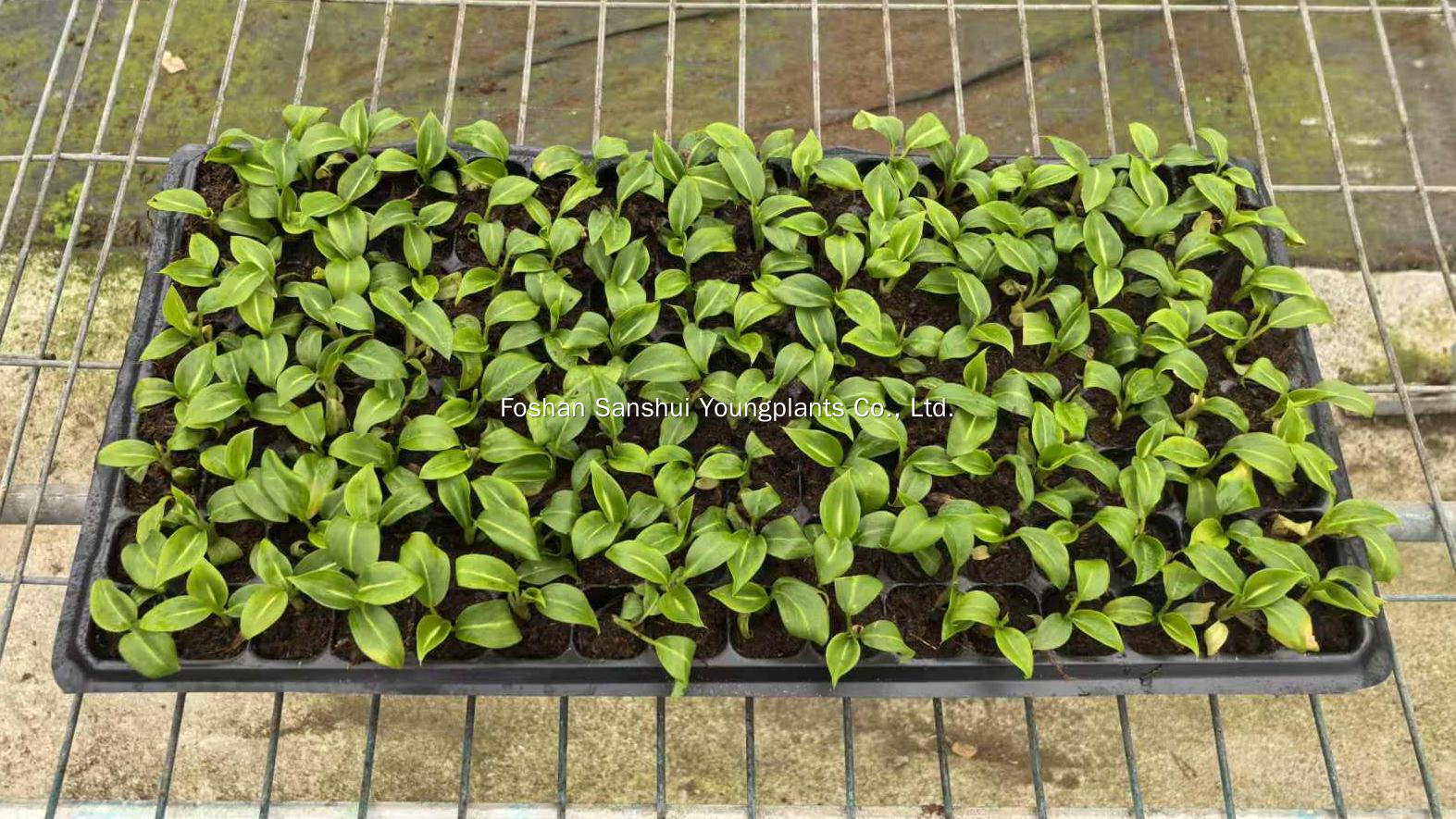 Foshan Youngplants | Δοκιμή καλλιέργειας φυτών ιστών - Dieffenbachia 'Sterling' 2