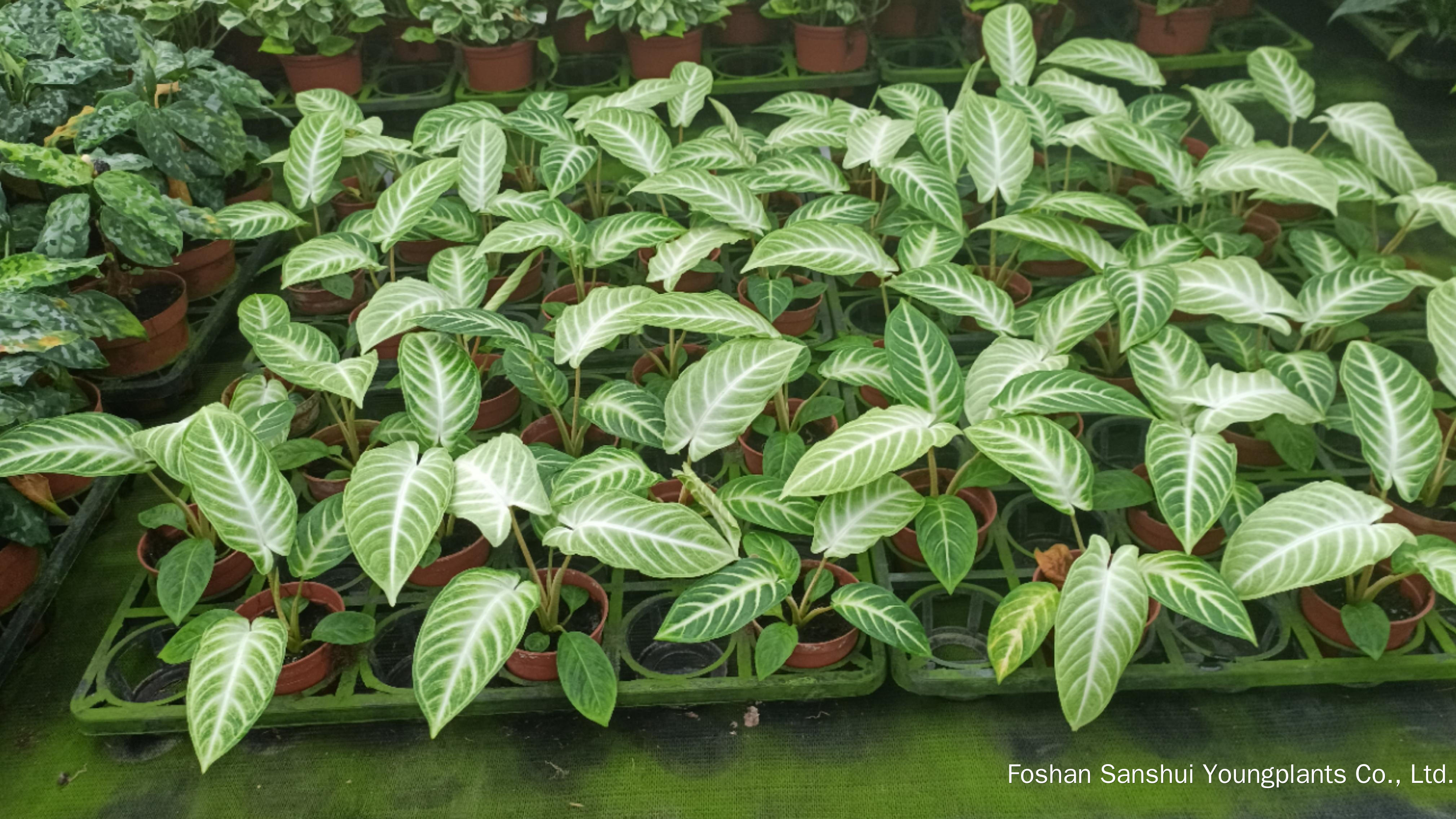 Foshan Youngplants | Novo Teste de Cultivar Cultivares de Tecidos - Xanthosoma lindenii 'Mint' 10