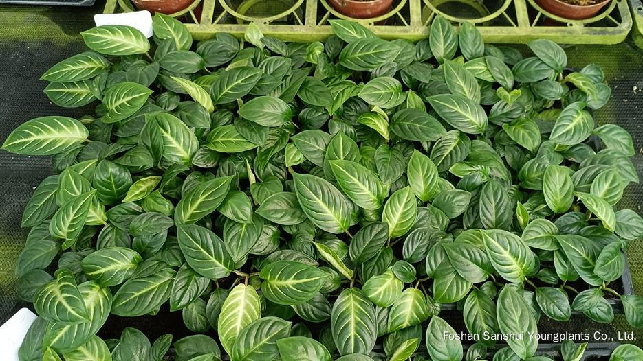 Foshan Youngplants | Novo Teste de Cultivar Cultivares de Tecidos - Xanthosoma lindenii 'Mint' 6