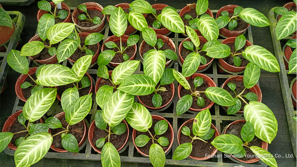 Foshan Youngplants | Novo Teste de Cultivar Cultivares de Tecidos - Xanthosoma lindenii 'Mint' 8