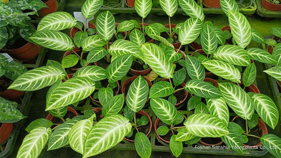 Foshan Youngplants | Novo Teste de Cultivar Cultivares de Tecidos - Xanthosoma lindenii 'Mint' 9