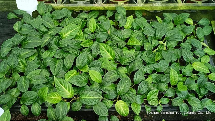 Foshan Youngplants | Novo Teste de Cultivar Cultivares de Tecidos - Xanthosoma lindenii 'Mint' 5