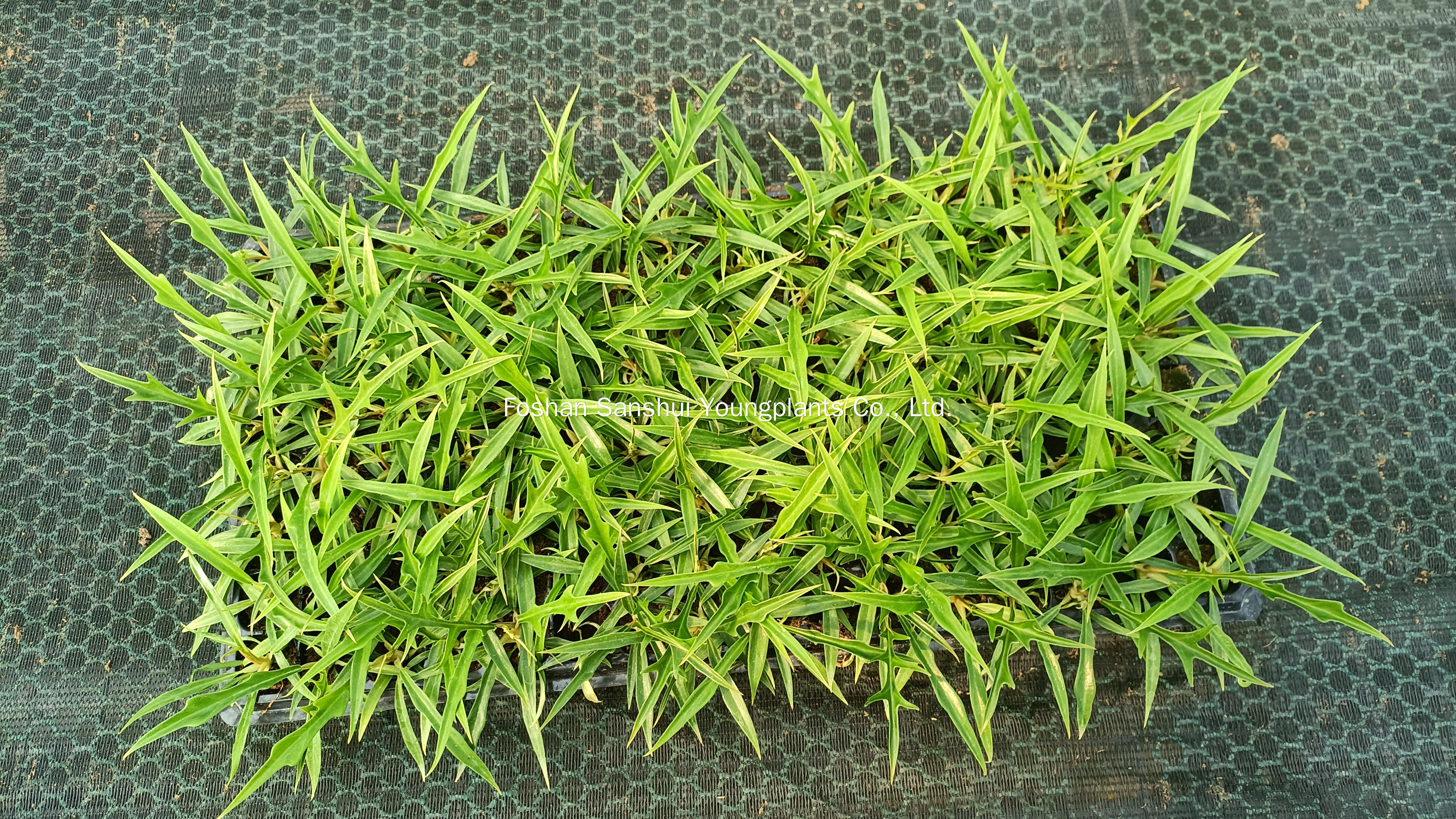 Foshan Youngplants | Tissue Culture Plant Cropping Test - Philodendron tortum 4