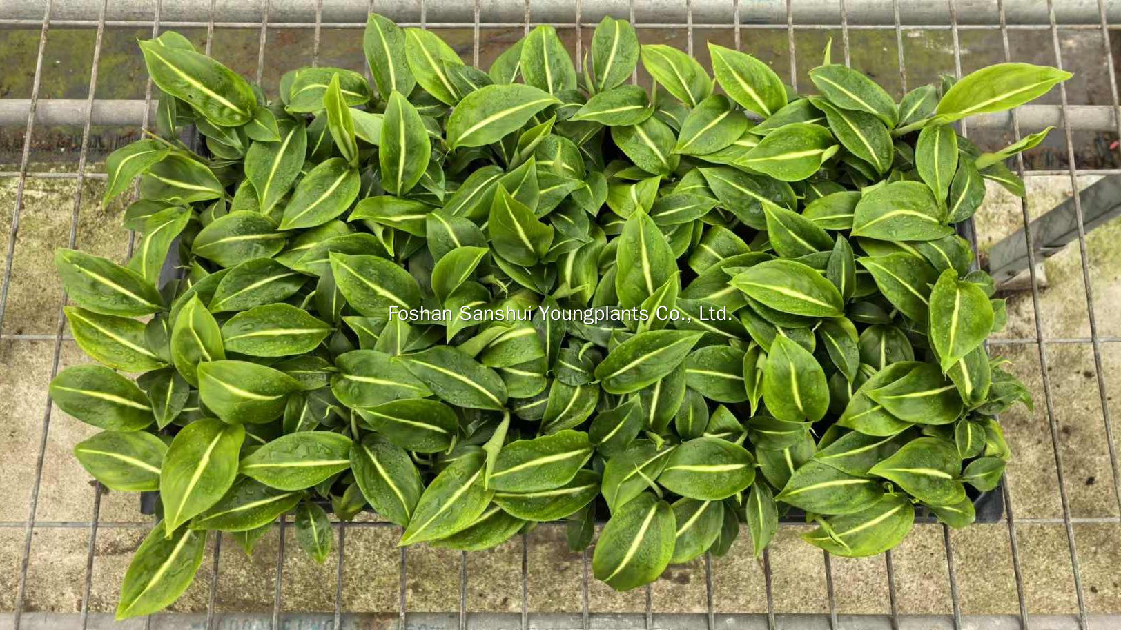 Foshan Youngplants | Δοκιμή καλλιέργειας φυτών ιστών - Dieffenbachia 'Sterling' 4