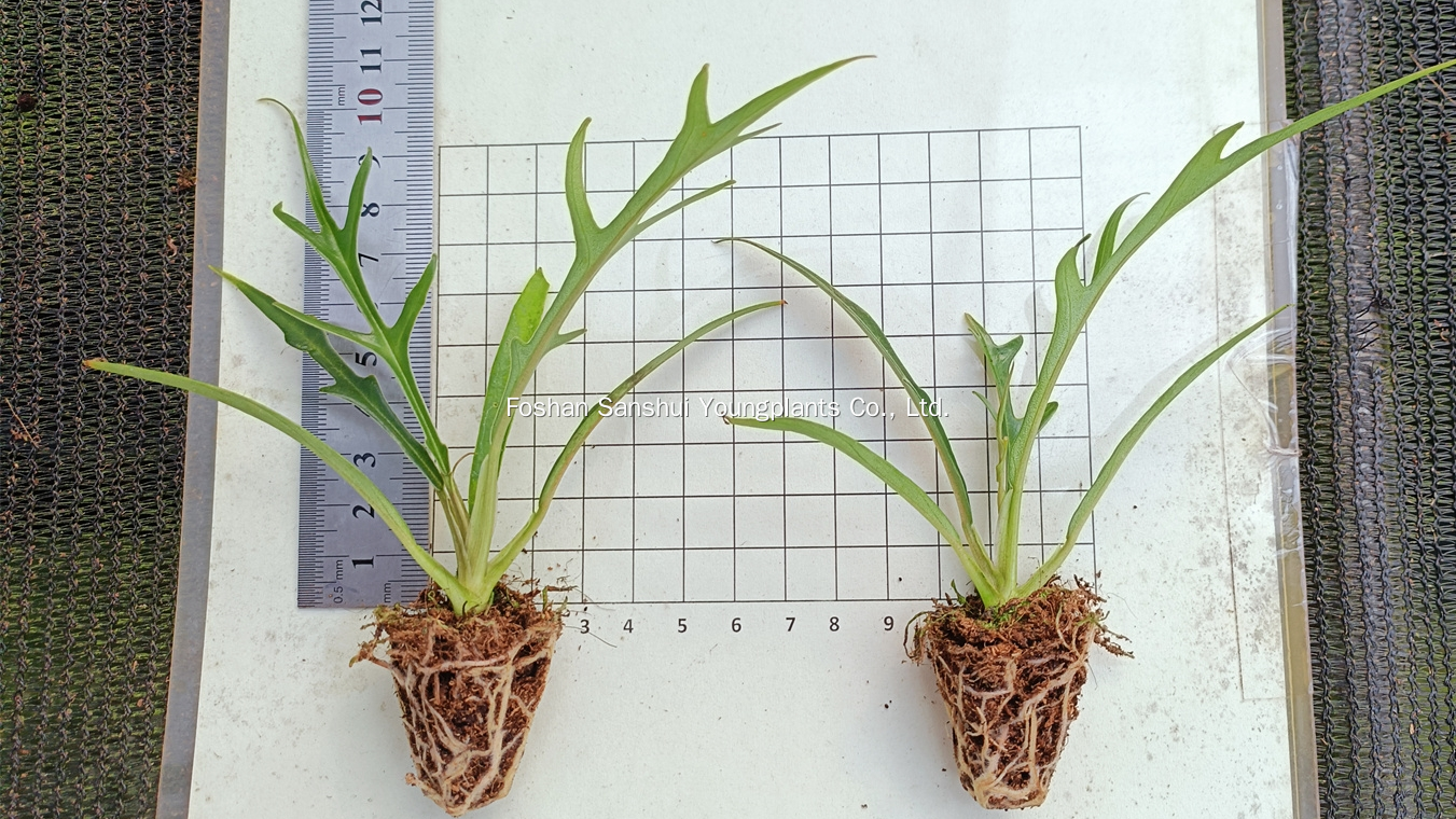 Foshan Youngplants | Tissue Culture Plant Cropping Test - Philodendron tortum 5