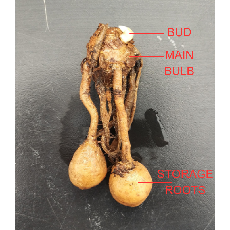 Foshan Youngplants | Explore Curcuma alismatifolia (Siam Tulip) Bulbs 3