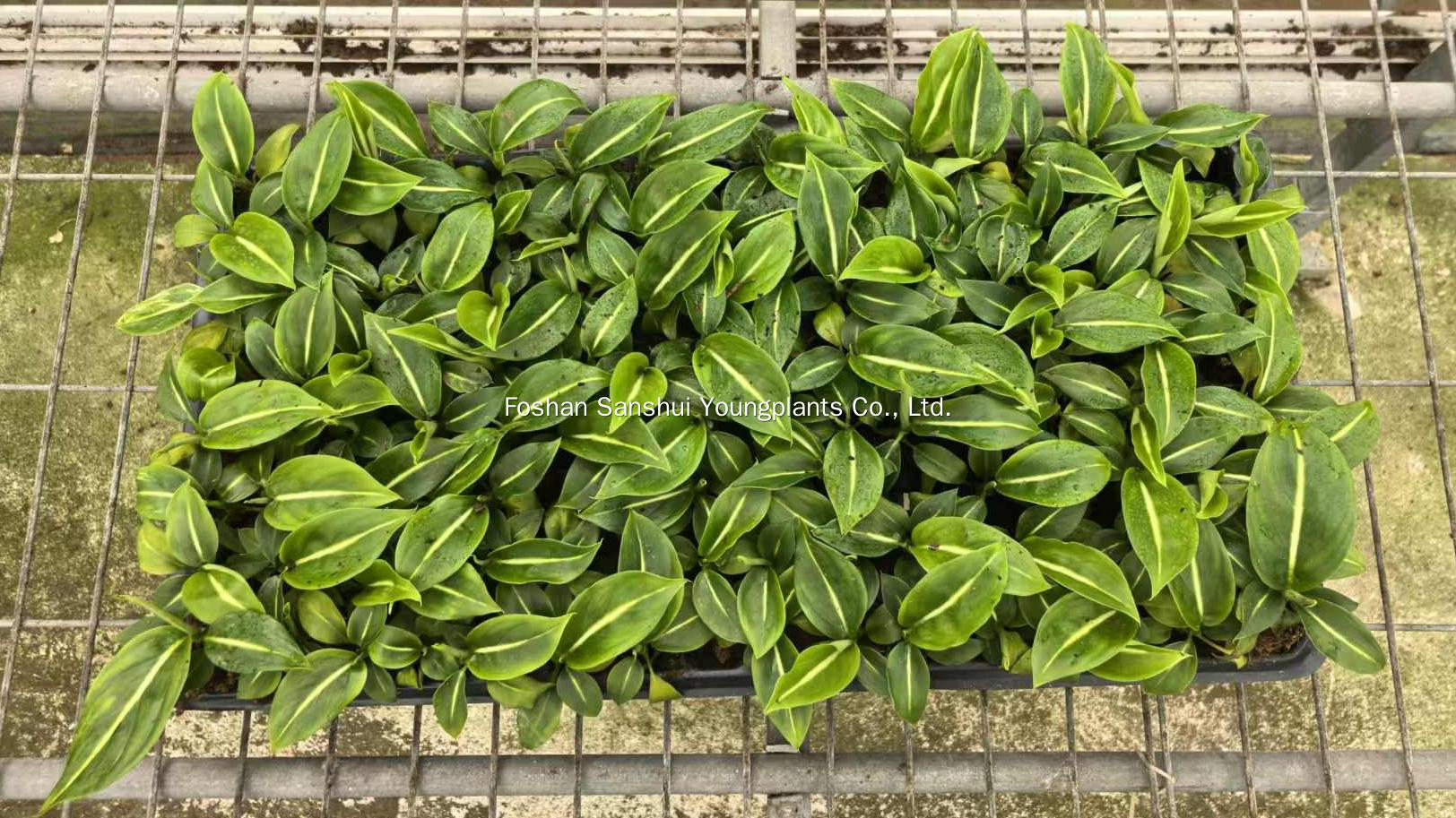Foshan Youngplants | Δοκιμή καλλιέργειας φυτών ιστών - Dieffenbachia 'Sterling' 3