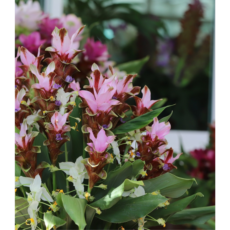 Foshan Youngplants | Explore Curcuma alismatifolia (Siam Tulip) Bulbs 4