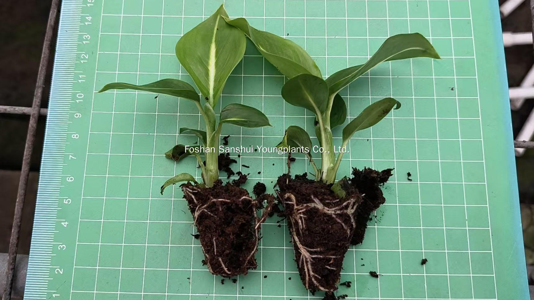 Foshan Youngplants | Δοκιμή καλλιέργειας φυτών ιστών - Dieffenbachia 'Sterling' 5