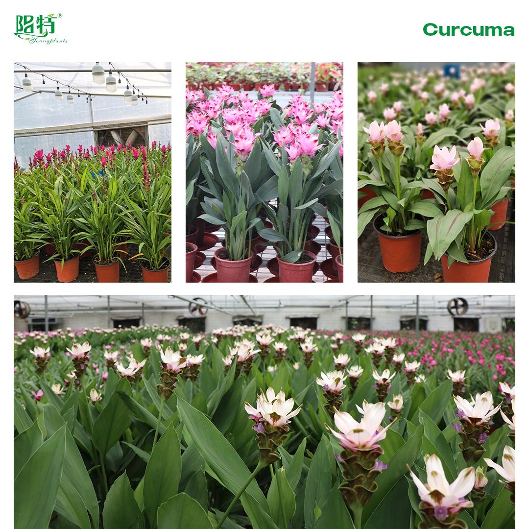 Foshan Youngplants | Explore Curcuma alismatifolia (Siam Tulip) Bulbs 2