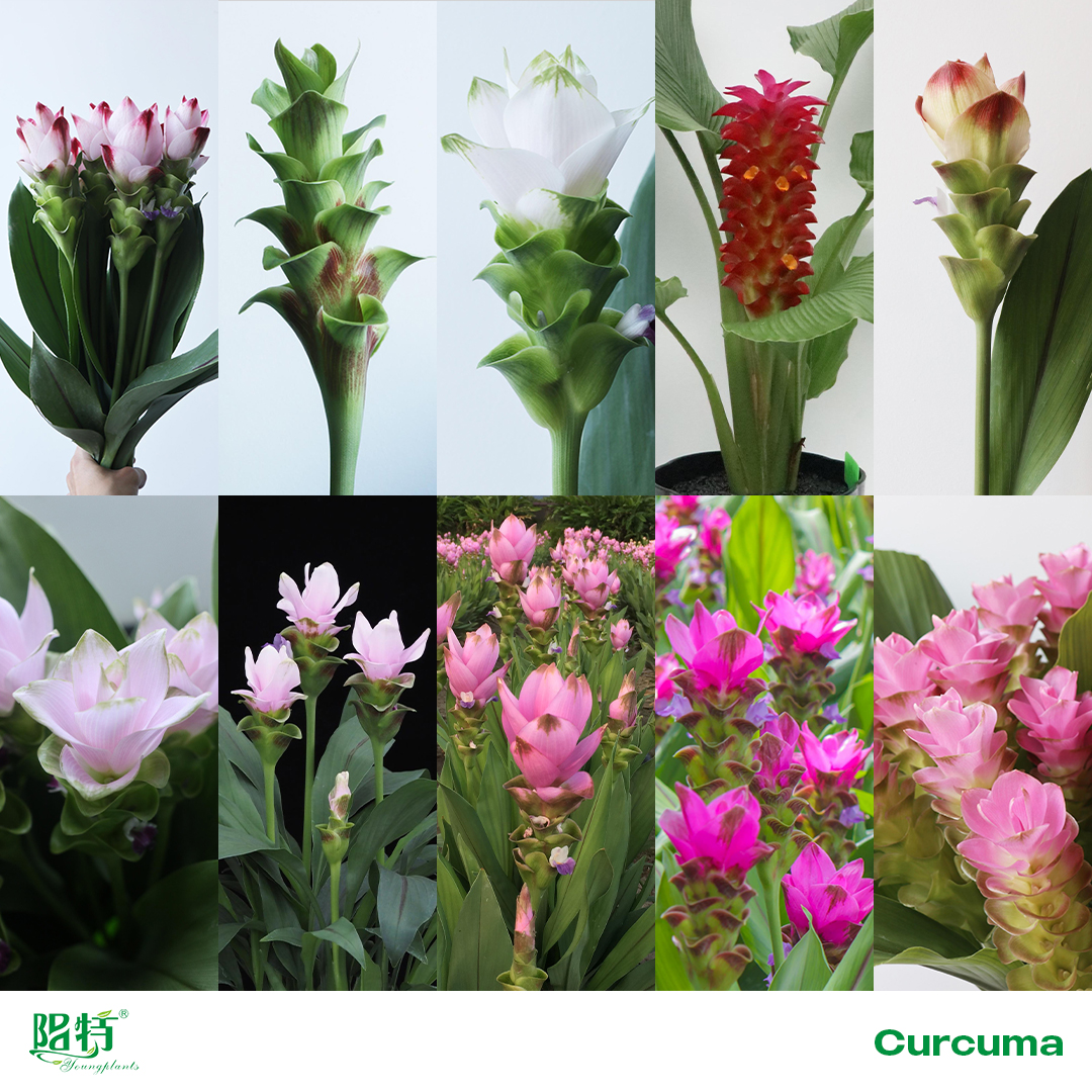 Foshan Youngplants | Explore Curcuma alismatifolia (Siam Tulip) Bulbs 1