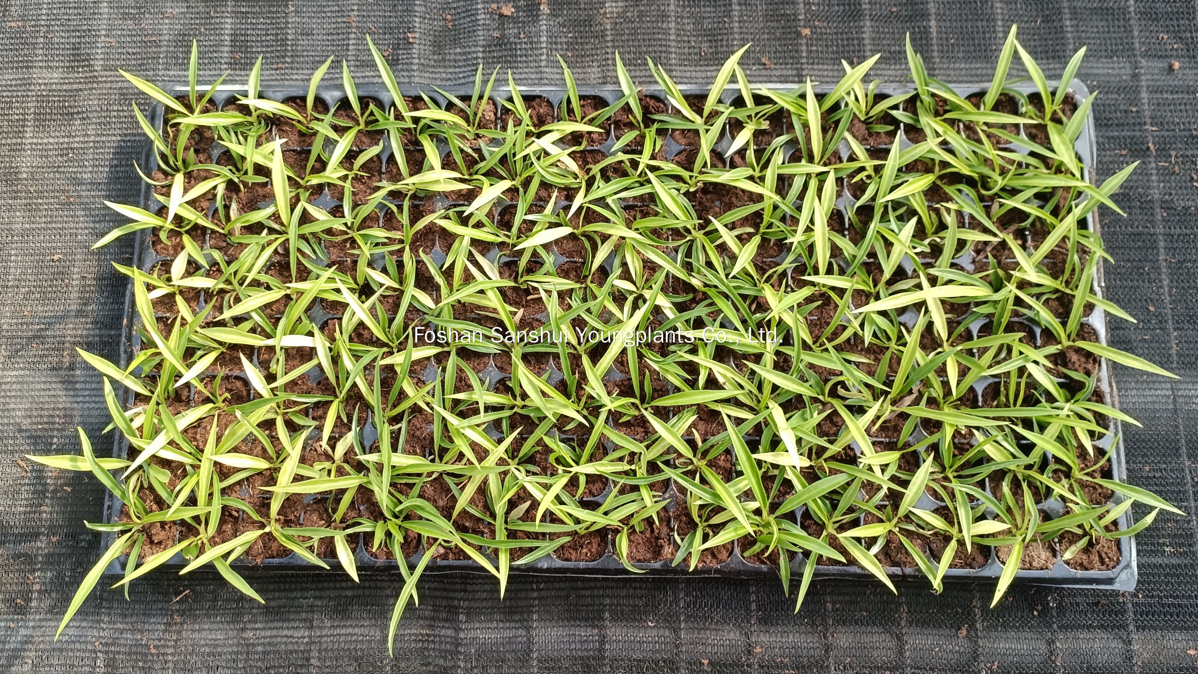 Foshan Youngplants | Tissue Culture Plant Cropping Test - Philodendron tortum 3