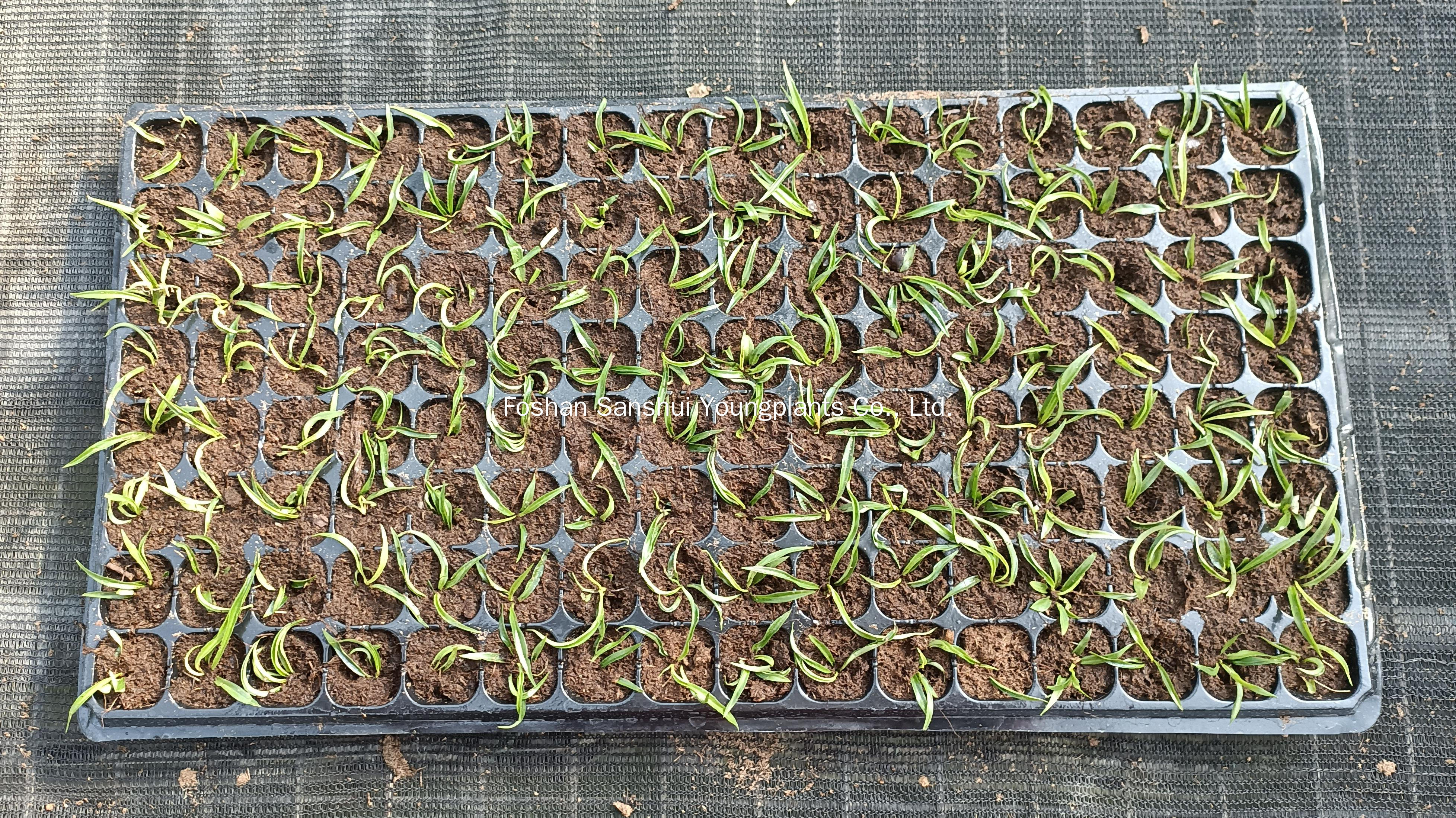 Foshan Youngplants | Tissue Culture Plant Cropping Test - Philodendron tortum 2