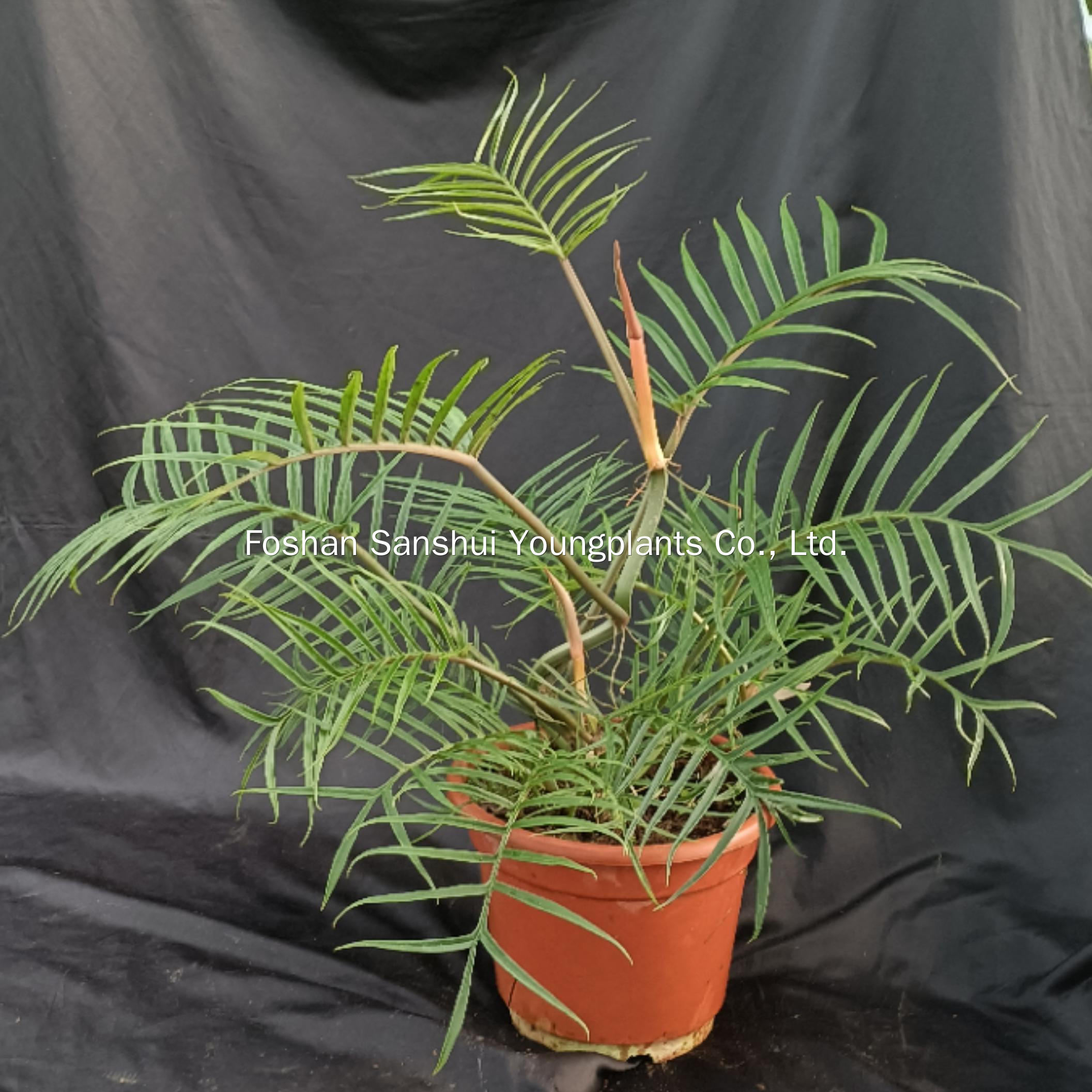 Foshan Youngplants | Tissue Culture Plant Cropping Test - Philodendron tortum 1