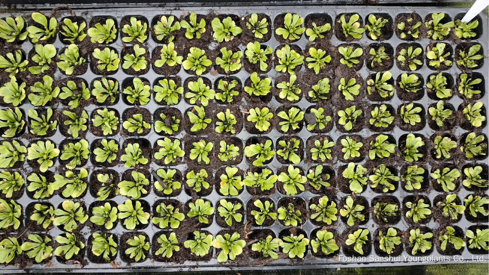 Foshan Youngplants | Tissue Culture Plant Cropping Test - Asplenium nidus 'Cobra' 2