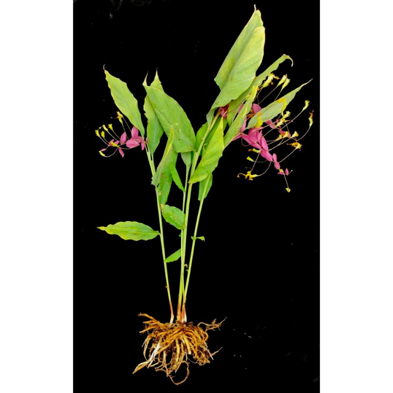 Foshan Youngplants | Explore Dancing Globba Bulbs 4