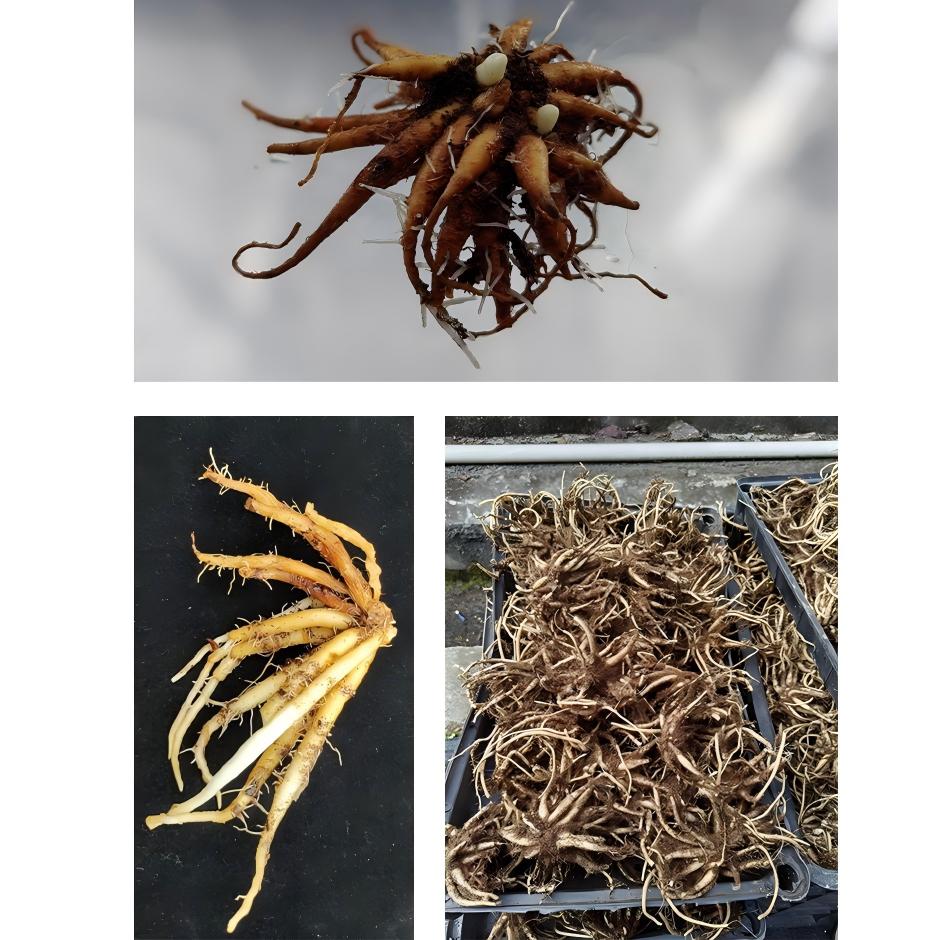 Foshan Youngplants | Explore Dancing Globba Bulbs 3