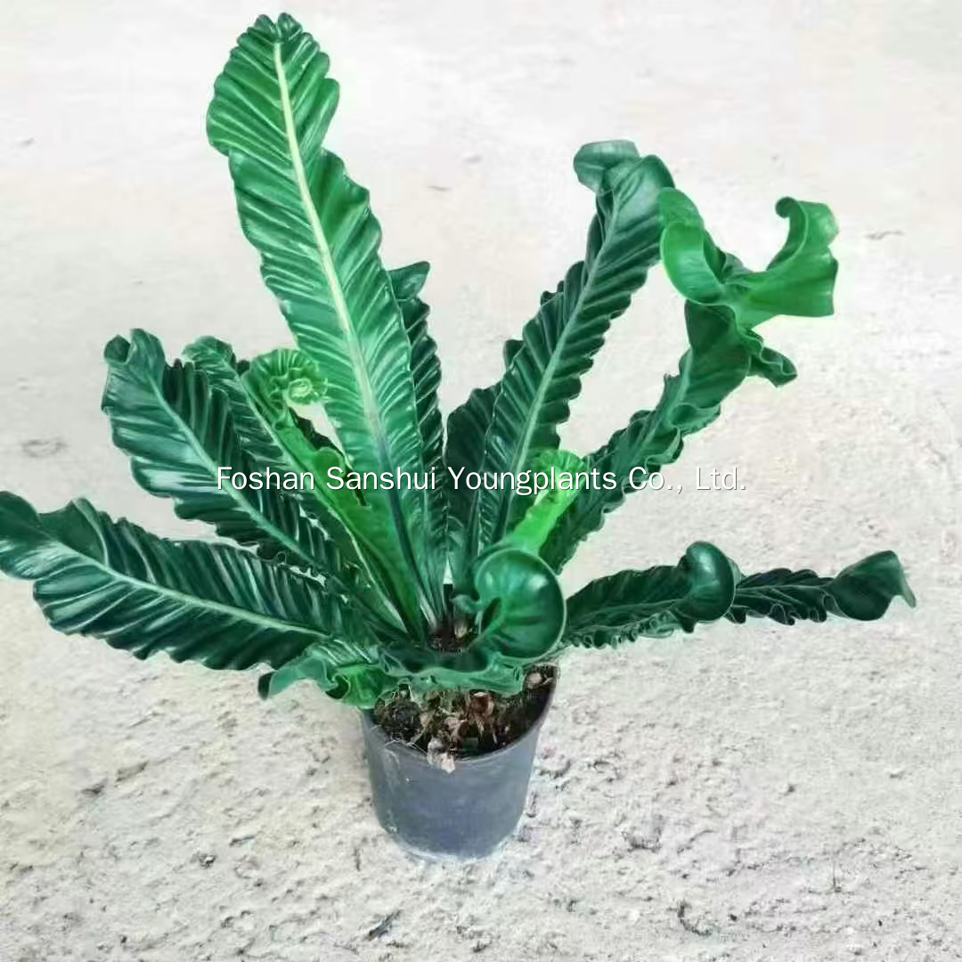 Foshan Youngplants | Tissue Culture Plant Cropping Test - Asplenium nidus 'Cobra' 1