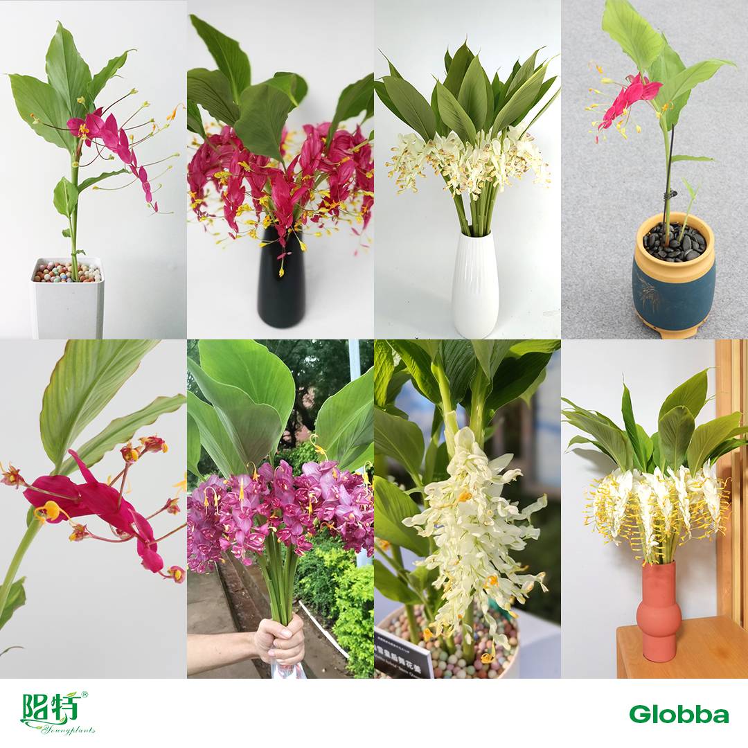 Foshan Youngplants | Explore Dancing Globba Bulbs 1