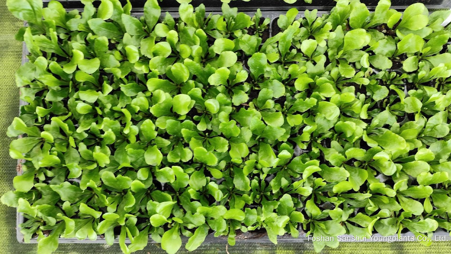 Foshan Youngplants | Tissue Culture Plant Cropping Test - Asplenium nidus 'Cobra' 3