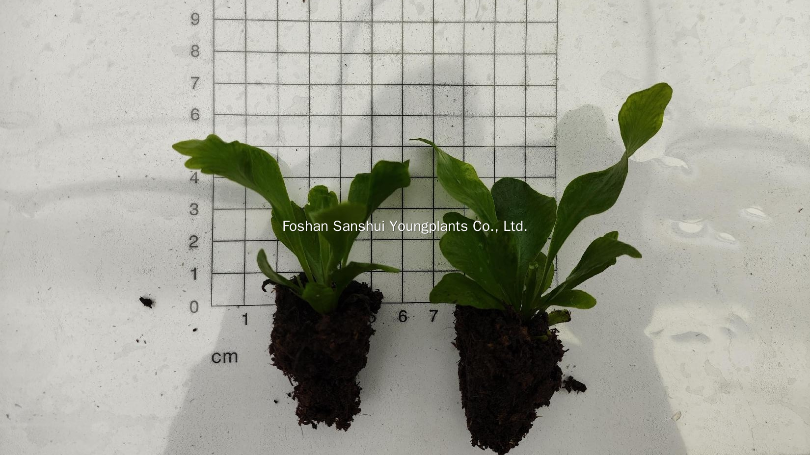 Foshan Youngplants | Tissue Culture Plant Cropping Test - Asplenium nidus 'Cobra' 5