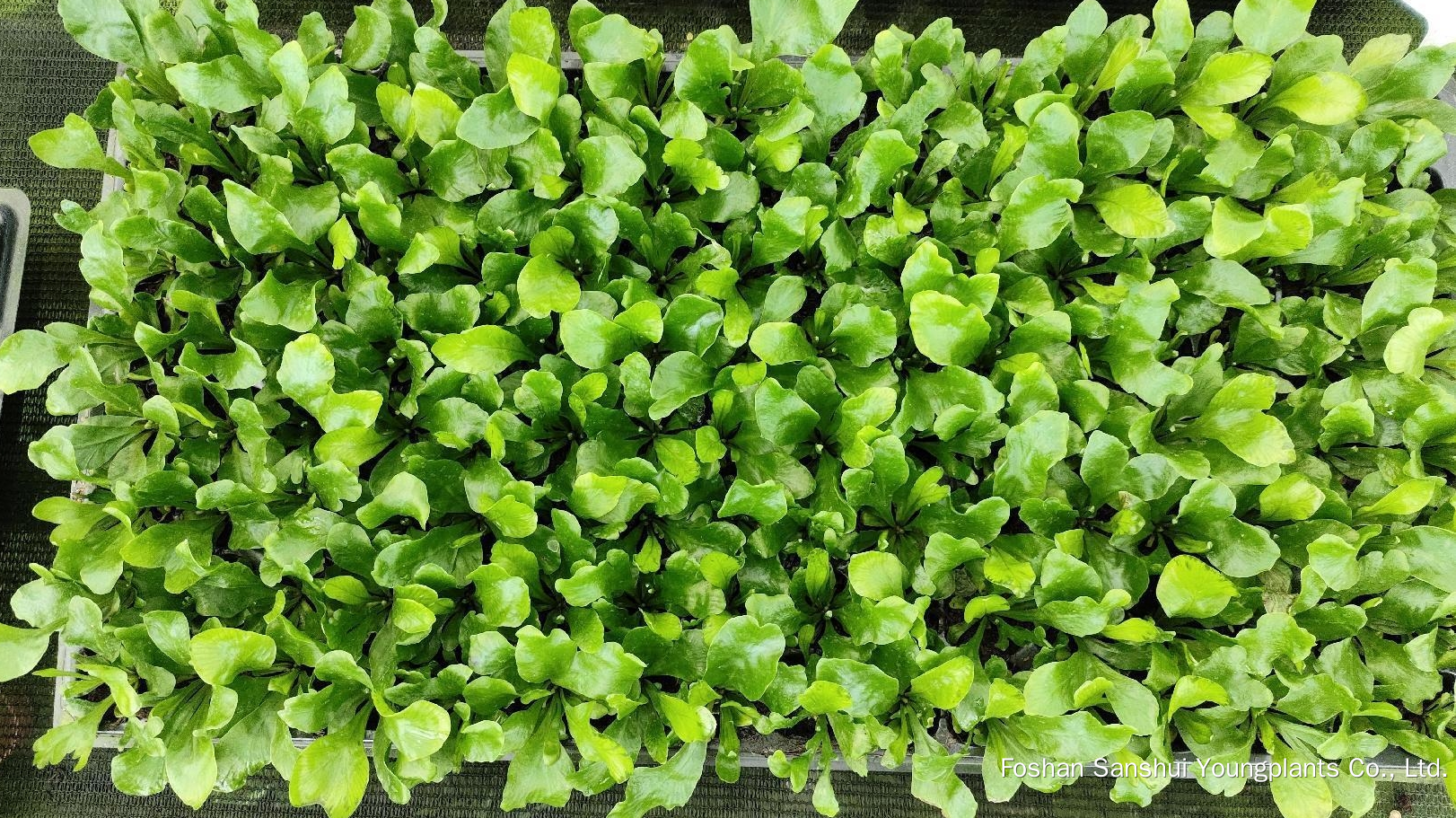 Foshan Youngplants | Tissue Culture Plant Cropping Test - Asplenium nidus 'Cobra' 4