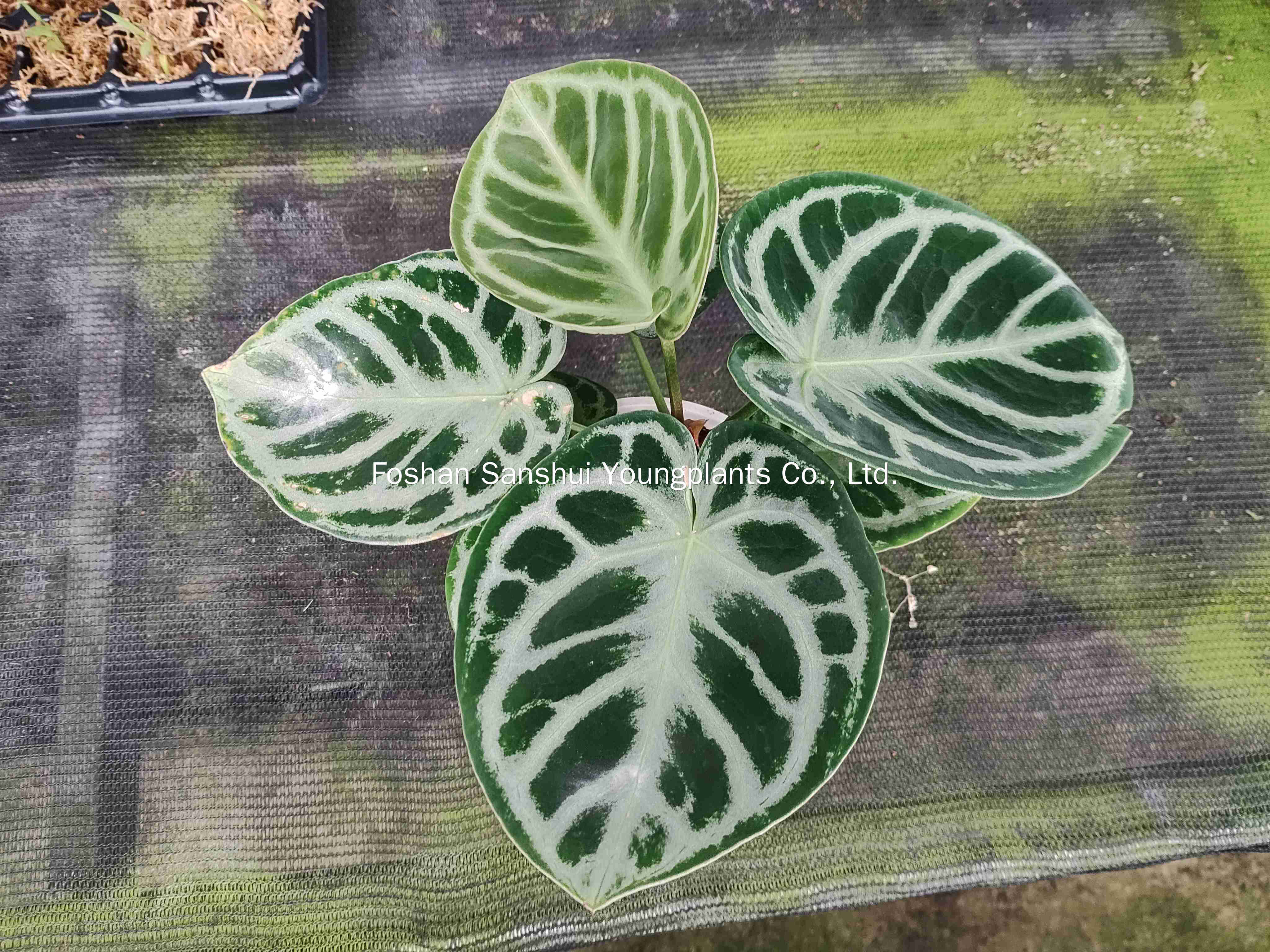 Foshan Youngplants | Tissue Culture Plant Variety Cropping Test - Anthurium crystallinum 'Dorayaki' 1