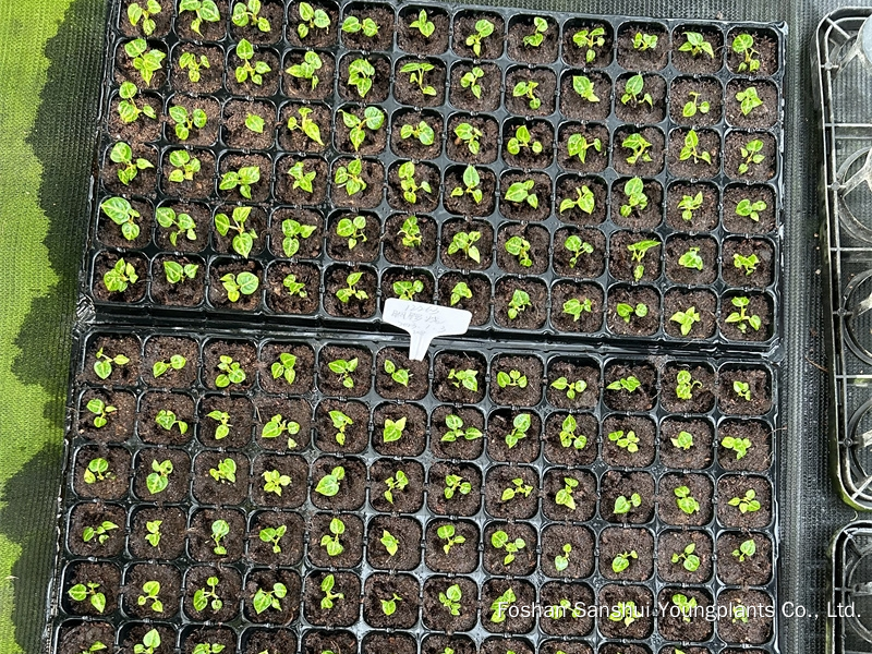 Foshan Youngplants | Tissue Culture Plant Variety Cropping Test - Anthurium crystallinum 'Dorayaki' 2