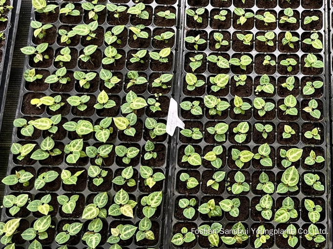 Foshan Youngplants | Tissue Culture Plant Variety Cropping Test - Anthurium crystallinum 'Dorayaki' 4