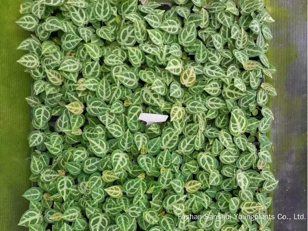 Foshan Youngplants | Tissue Culture Plant Variety Cropping Test - Anthurium crystallinum 'Dorayaki' 5