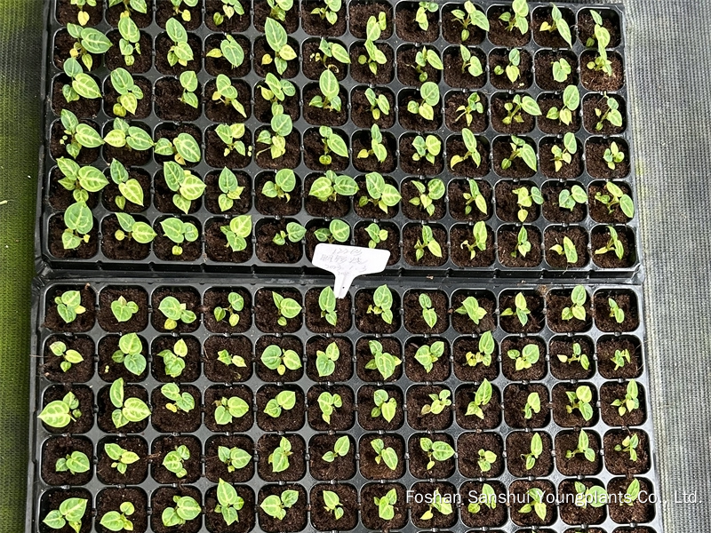 Foshan Youngplants | Tissue Culture Plant Variety Cropping Test - Anthurium crystallinum 'Dorayaki' 3