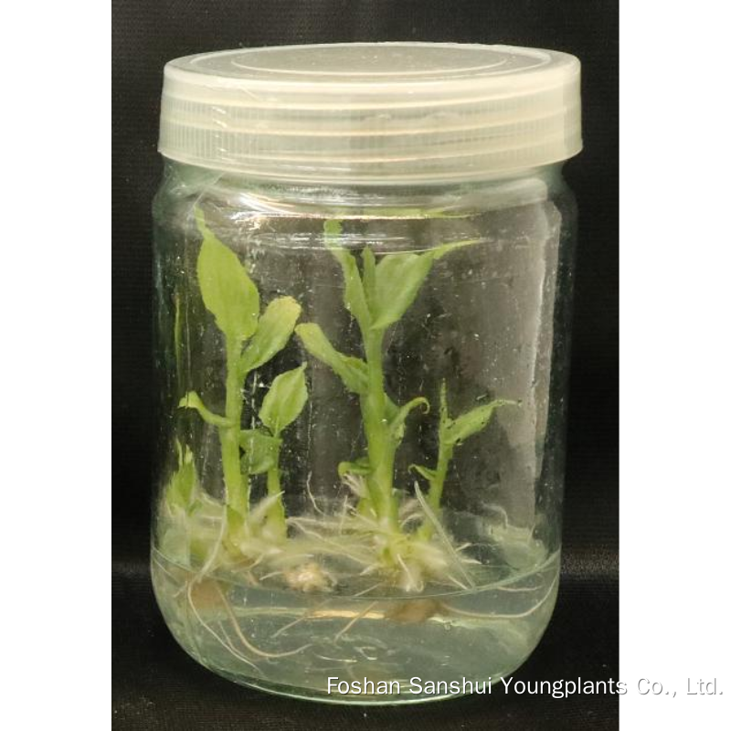 Foshan Youngplants | Compreendendo o cultivo de Globba 1