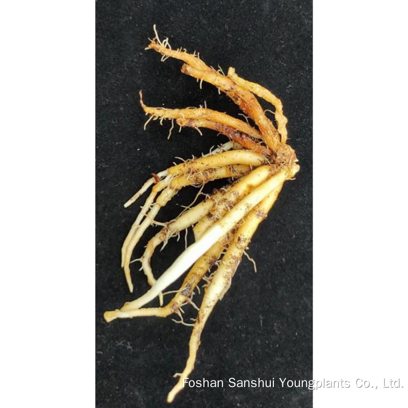 Foshan Youngplants | Compreendendo o cultivo de Globba 2