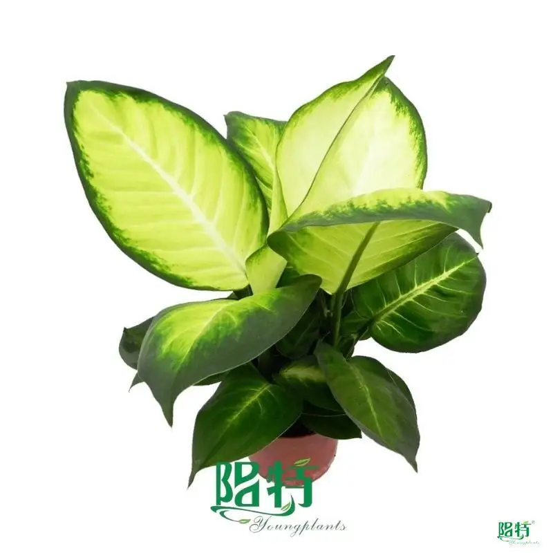 Dieffenbachia Tropic Marianne - Ornamental Foliage Plant for Decor - Contact for Early Reservation 1