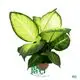 Dieffenbachia Tropic Marianne - Ornamental Foliage Plant for Decor - Contact for Early Reservation 1