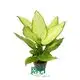 Dieffenbachia Fiji - Large Yellow Foliage - High Output - Contact for Reservation 1