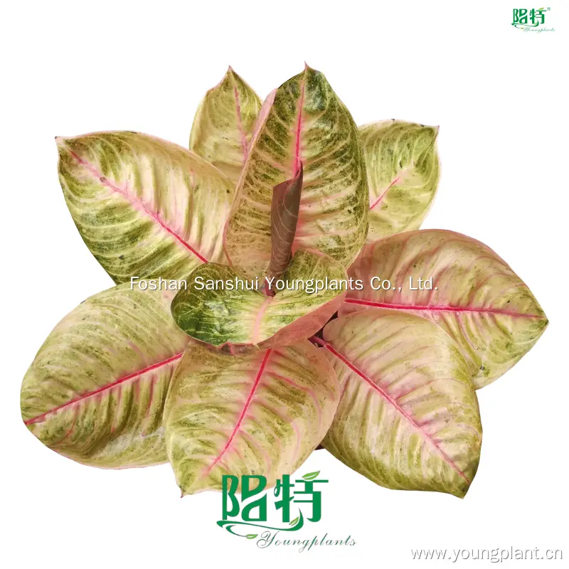 Aglaonema Moonlight: Pinkish-Yellow with Green Touch 1