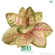Aglaonema Moonlight: Pinkish-Yellow with Green Touch 1
