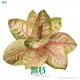 Aglaonema Moonlight: Pinkish-Yellow Ornamental Plant. 1