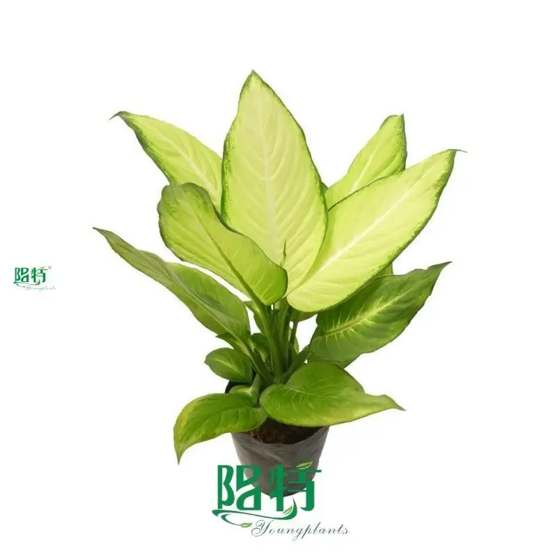 Dieffenbachia Fiji - Large Yellow Foliage, Tissue Culture & Plug Plants 1