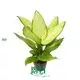 Dieffenbachia Fiji - Large Yellow Foliage, Tissue Culture & Plug Plants 1