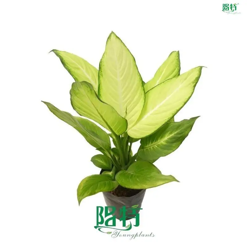 Dieffenbachia Fiji - Large Yellow Foliage - Tissue Culture Plants & Plug Plants 1
