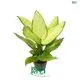 Dieffenbachia Fiji - Large Yellow Foliage - Tissue Culture Plants & Plug Plants 1