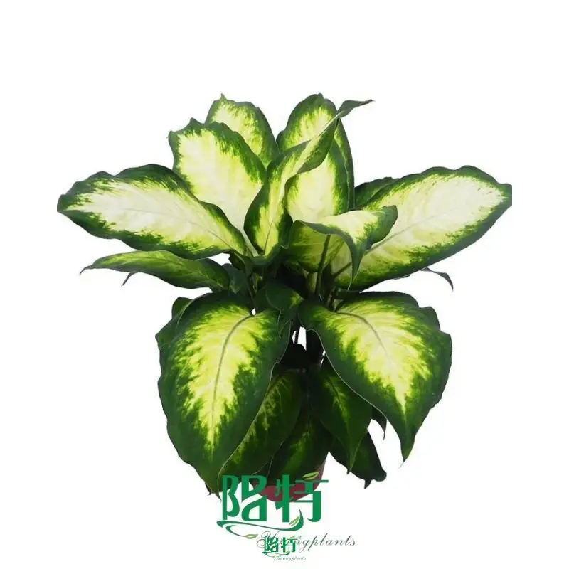 Dieffenbachia Camille: Gorgeous Ornamental Foliage Plant - Young Plants 1