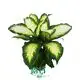 Dieffenbachia Camille: Gorgeous Ornamental Foliage Plant - Young Plants 1