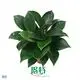 Philodendron Green Princess - Buy Now for Easy Indoor Care 1