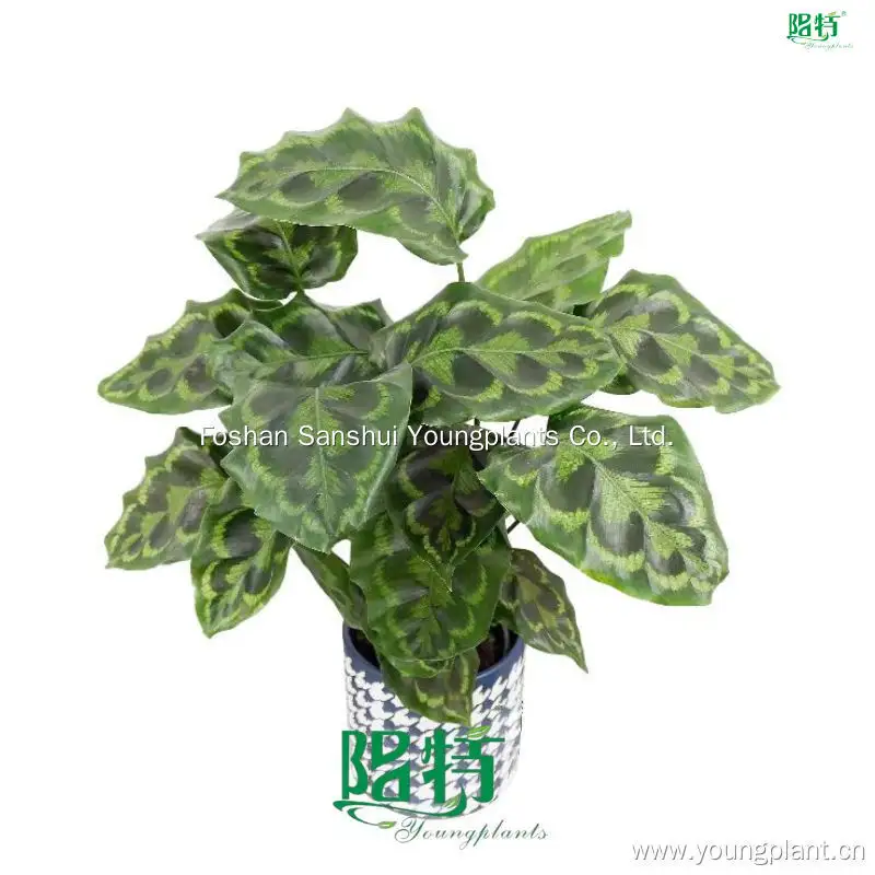 Stromanthe Veitchiana: Vibrant Foliage, Exotic Beauty 1